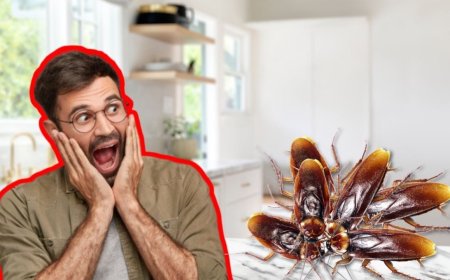 Cuándo sospechar de una infestación de cucarachas en tu hogar