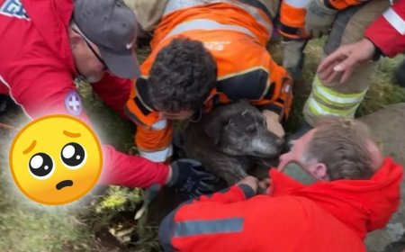 Rescatan a perra atrapada bajo tierra tras caer más de seis metros | VIDEO