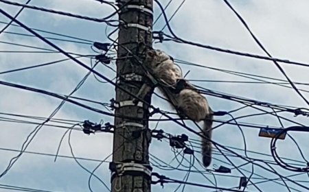 Gato atrapado entre cables en Ecatepec: vecinos claman por ayuda urgente