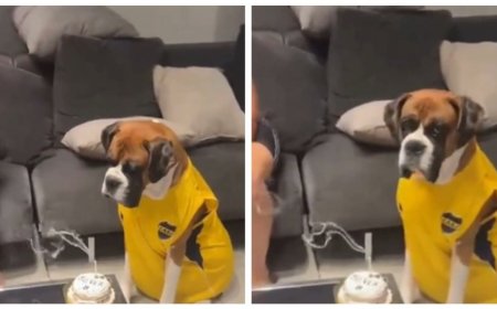 Oliver, el perro bóxer que encantó con su cumpleaños y se volvió viral