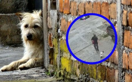 El impactante abandono de un perro en Chiapas que conmueve a México