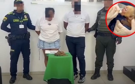 Indignación mundial por tráfico de monos bebé en Colombia: un caso trágico