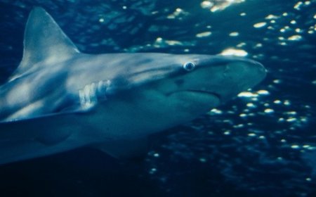 Tragedia en el mar: Hombre muere tras ataque de tiburón blanco en Australia