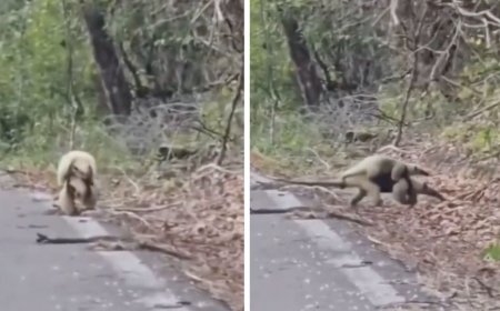 Captan tierno momento de una osa hormiguero con su cría en Calakmul