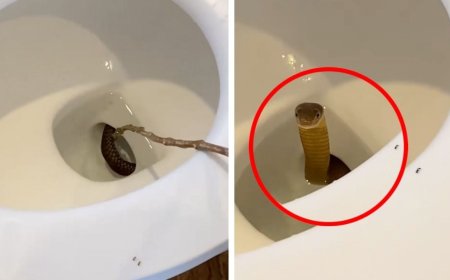 El aterrador encuentro: Serpiente sale del inodoro en un hotel de Filipinas