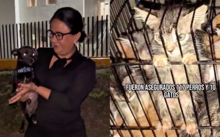 Rescate de 127 animales en Michoacán: una lucha contra el maltrato