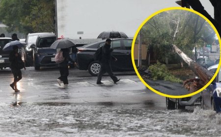 Caída de árbol en Benito Juárez: el impacto de las lluvias en la Ciudad de México