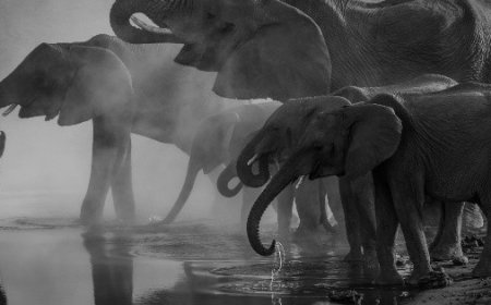 Tragedia en India: Turista muere aplastada por elefante en santuario