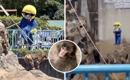Arresto de estadounidenses en Japón por irrumpir en recinto del mono Punch