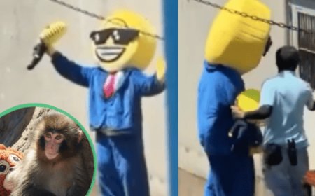 Mono Punch: detienen a dos personas por entrar al recinto del famoso animal en el Zoo de Japón