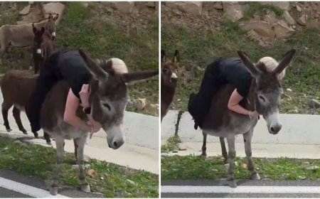 Indignación en Rusia: Turista golpea a burra embarazada y el mundo reacciona