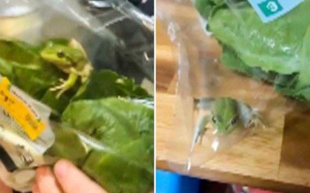 Una rana en la lechuga: el sorprendente hallazgo de una pareja en Australia