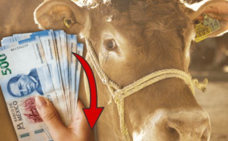 La crisis del gusano barrenador: ¿Qué significa para la industria ganadera en México?