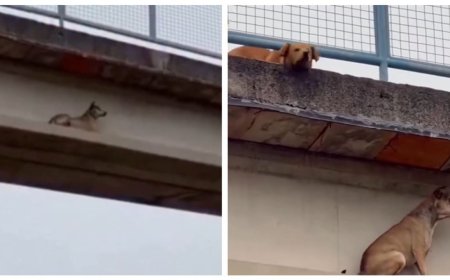 La conmovedora lealtad de un perro que no abandonó a su amigo atrapado