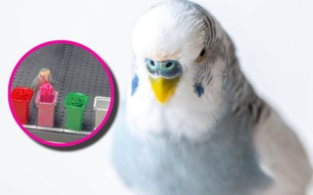 Xiaogui, el loro que rompió récord Guinness al identificar colores rápidamente