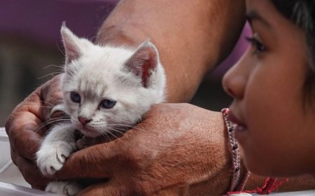 Ya entró en vigor: la Ley de Bienestar Animal prohíbe que gatos y perros vivan en balcones o terrazas