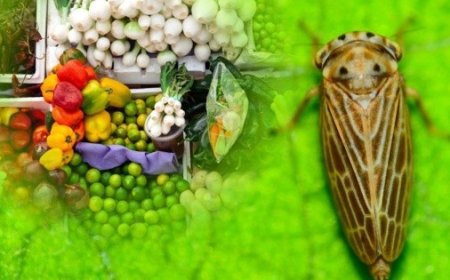 Detectan rara plaga agrícola de México en frontera de EU