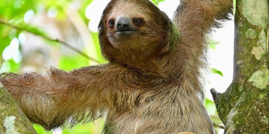 Tragedia en Sloth World: Mueren 31 perezosos y crece la indignación