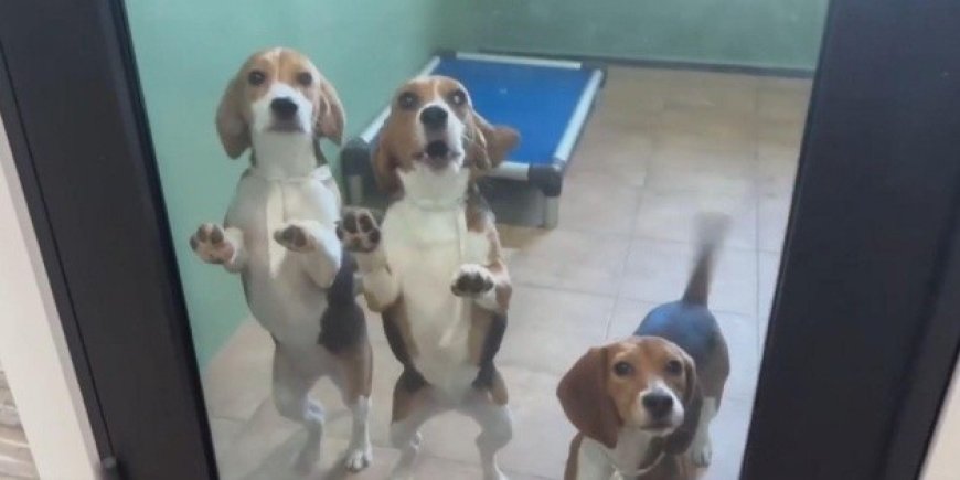 El rescate histórico de 1,500 Beagles: un nuevo comienzo tras años de sufrimiento