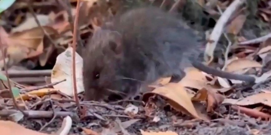 El colilargo: el ratón silvestre que trae preocupación por el hantavirus Andes