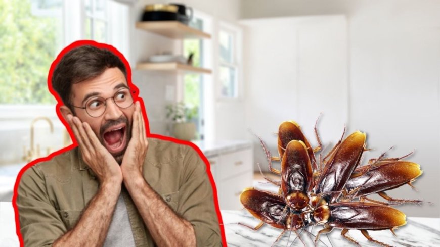Cuándo sospechar de una infestación de cucarachas en tu hogar