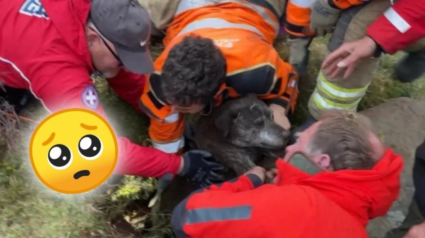 Rescatan a perra atrapada bajo tierra tras caer más de seis metros | VIDEO