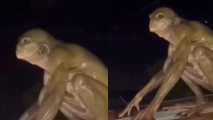 ¿Real o IA? La verdad sobre el alien reptiliano en Monterrey