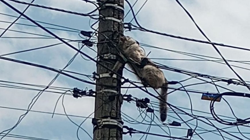 Gato atrapado entre cables en Ecatepec: vecinos claman por ayuda urgente