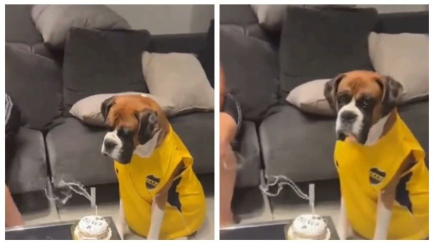 Oliver, el perro bóxer que encantó con su cumpleaños y se volvió viral