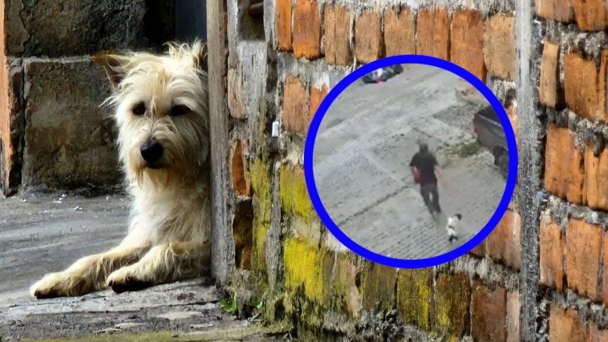 El impactante abandono de un perro en Chiapas que conmueve a México