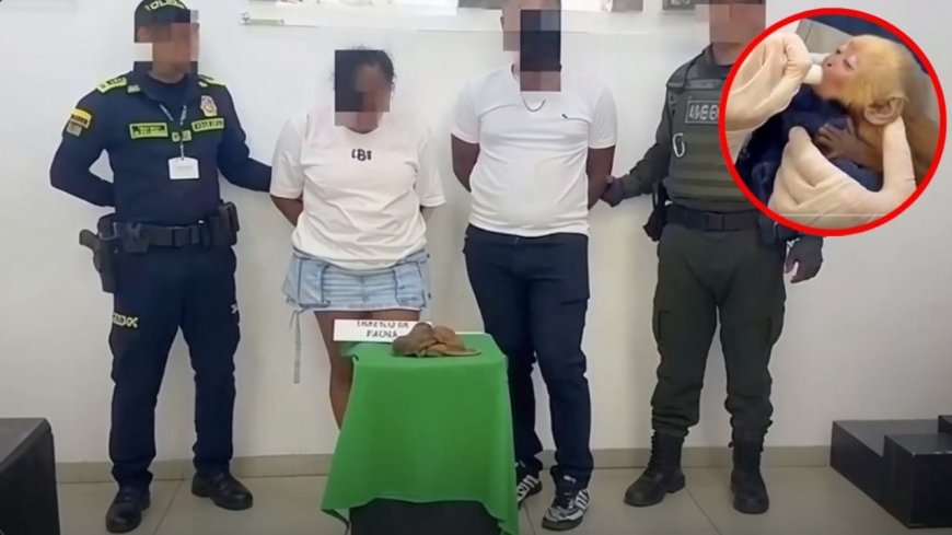 Indignación mundial por tráfico de monos bebé en Colombia: un caso trágico
