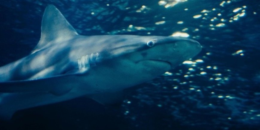 Tragedia en el mar: Hombre muere tras ataque de tiburón blanco en Australia
