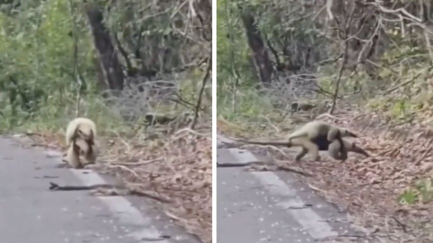 Captan tierno momento de una osa hormiguero con su cría en Calakmul