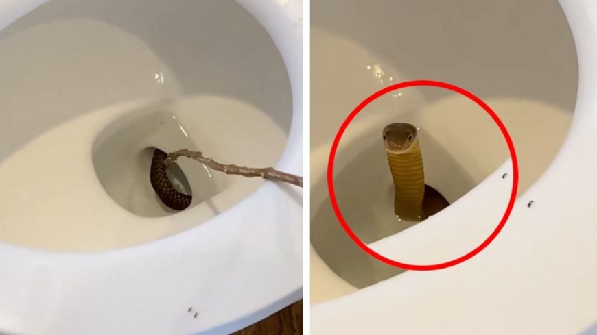 El aterrador encuentro: Serpiente sale del inodoro en un hotel de Filipinas