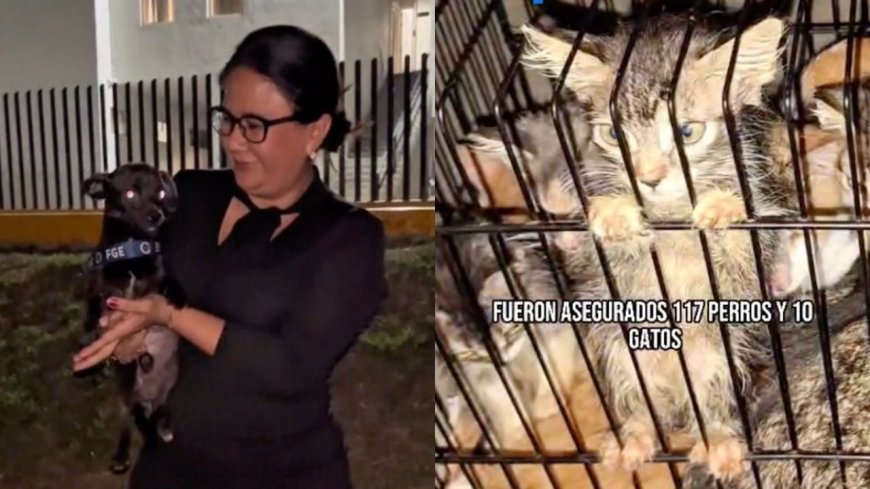 Rescate de 127 animales en Michoacán: una lucha contra el maltrato