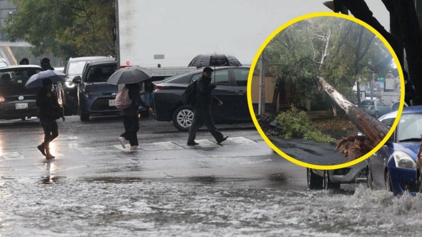 Caída de árbol en Benito Juárez: el impacto de las lluvias en la Ciudad de México