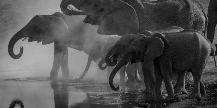Tragedia en India: Turista muere aplastada por elefante en santuario