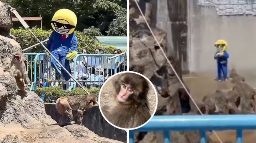 Arresto de estadounidenses en Japón por irrumpir en recinto del mono Punch