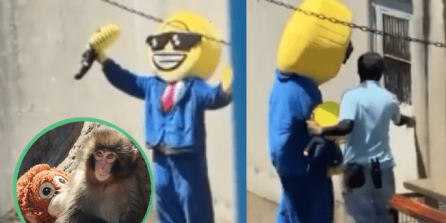 Mono Punch: detienen a dos personas por entrar al recinto del famoso animal en el Zoo de Japón