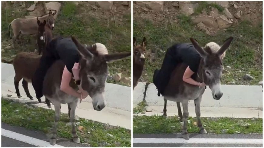 Indignación en Rusia: Turista golpea a burra embarazada y el mundo reacciona