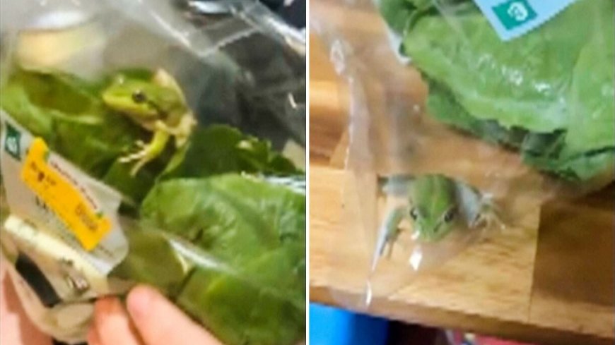 Una rana en la lechuga: el sorprendente hallazgo de una pareja en Australia