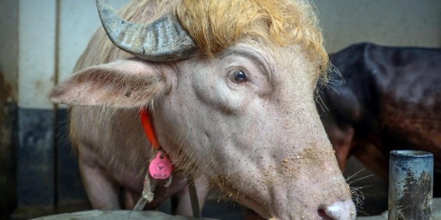 El Búfalo Albino de Bangladesh que Se Parecía a Donald Trump y se Vuelve Viral