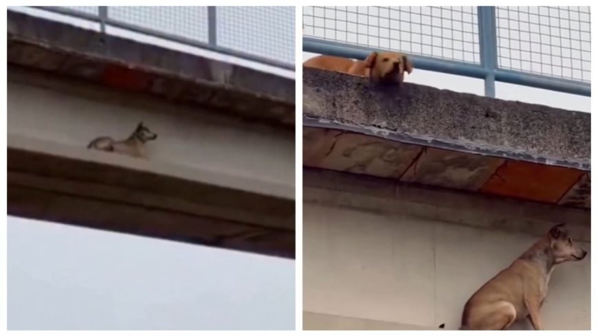 La conmovedora lealtad de un perro que no abandonó a su amigo atrapado