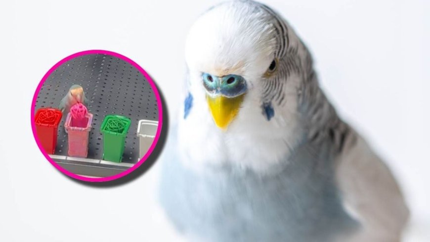 Xiaogui, el loro que rompió récord Guinness al identificar colores rápidamente