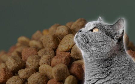 Retiran de forma URGENTE famosa marca de comida para gatos; advierten riesgo mortal para mascotas