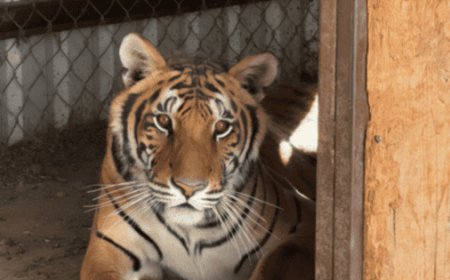 Chihuahua: Profepa y FGR aseguran dos tigres de bengala