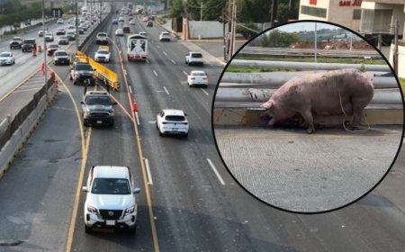 Vuelca camión con 25 puerquitos en Nuevo Periférico Norte de Tonalá; varios porcinos resultaron heridos | VIDEO