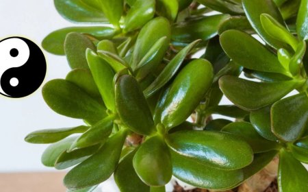 Árbol de jade: dónde colocarlo para que atraiga la abundancia y el dinero, según el Feng Shui