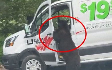 Captan a oso negro abriendo una camioneta y sacando una bolsa de alimento, enternece a las redes | VIDEO