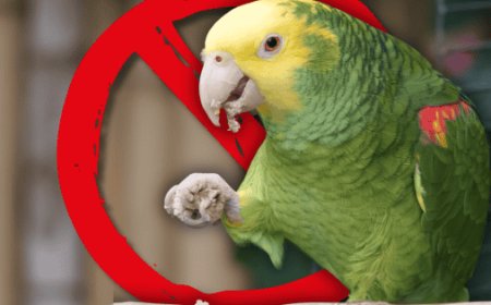 ¿Es ilegal tener un loro como mascota? Esto dice la ley contra el tráfico ilegal en México